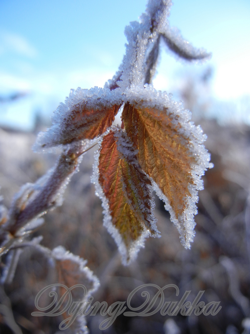 Frosty Leaf