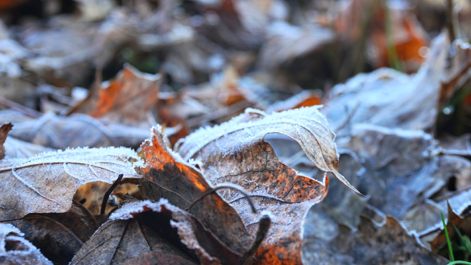 Frosty Leaf