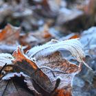 Frosty Leaf