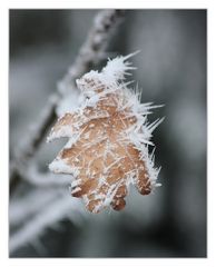 Frosty Leaf