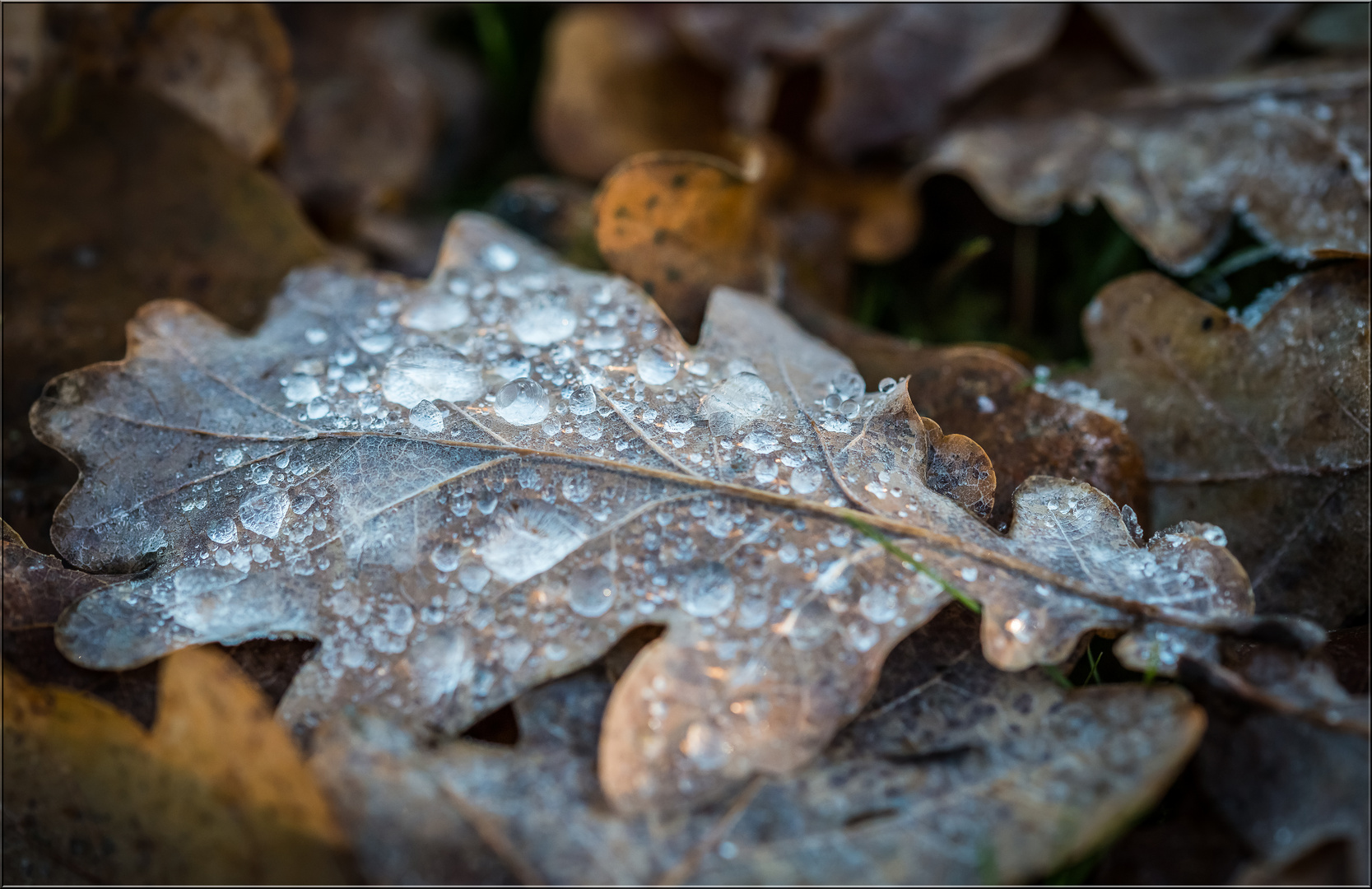 Frosty Leave