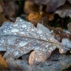 Frosty Leave