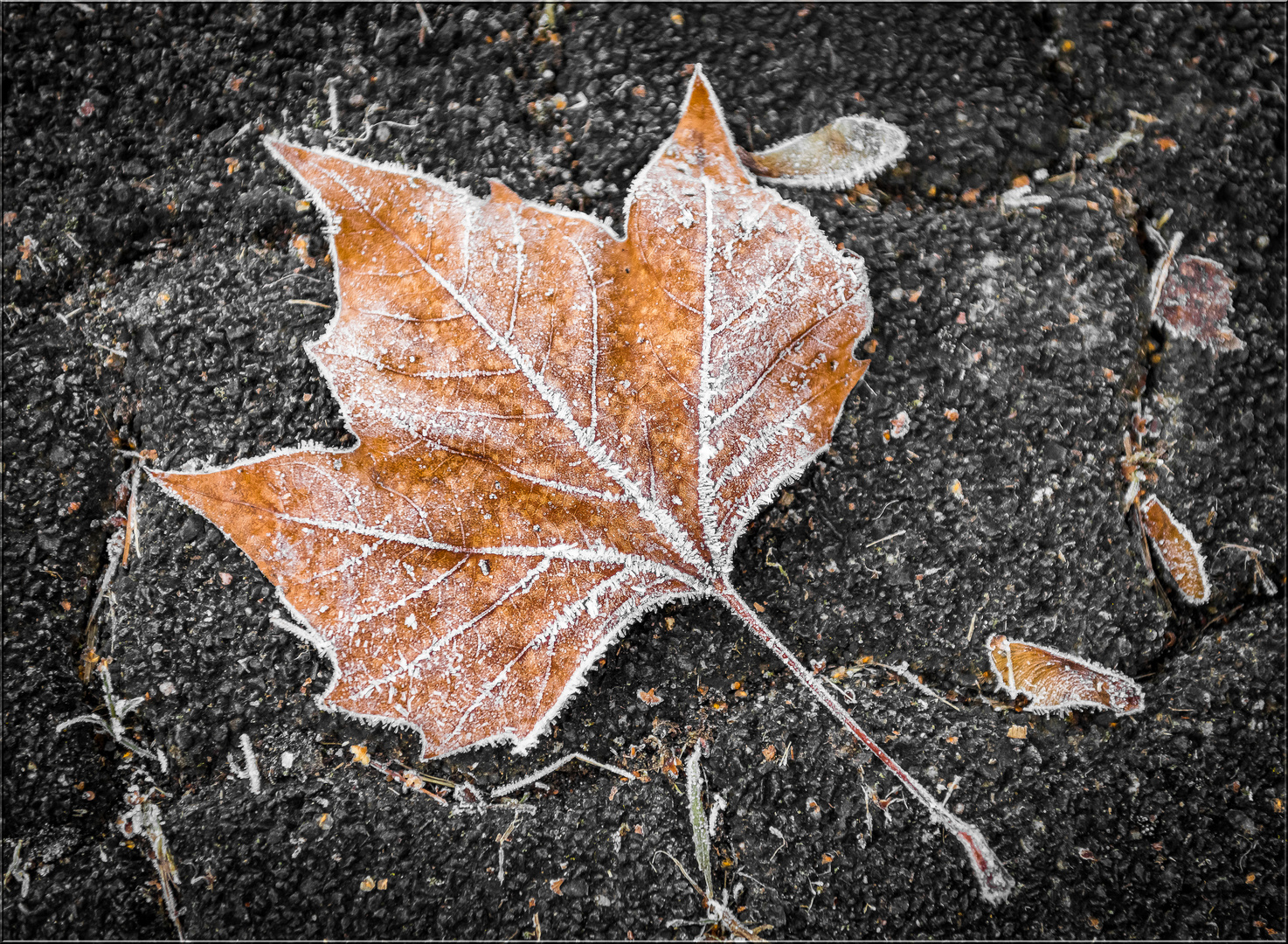 Frosty Leave II