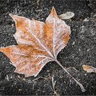 Frosty Leave II