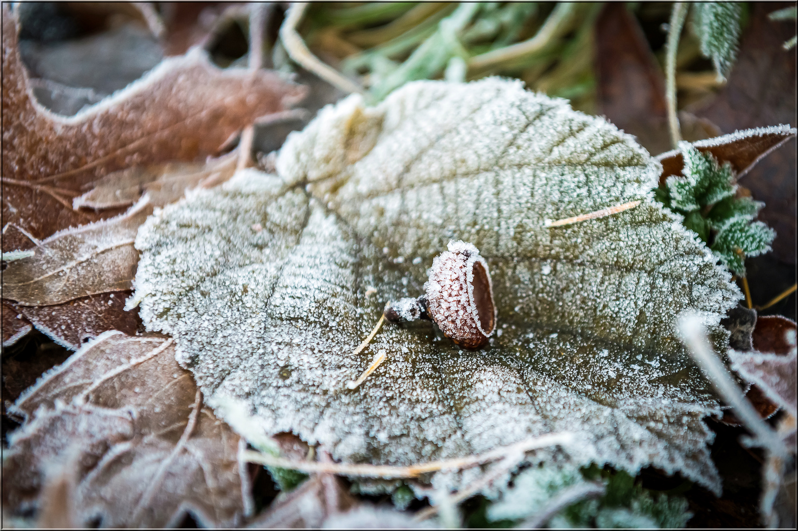 Frosty Leave III