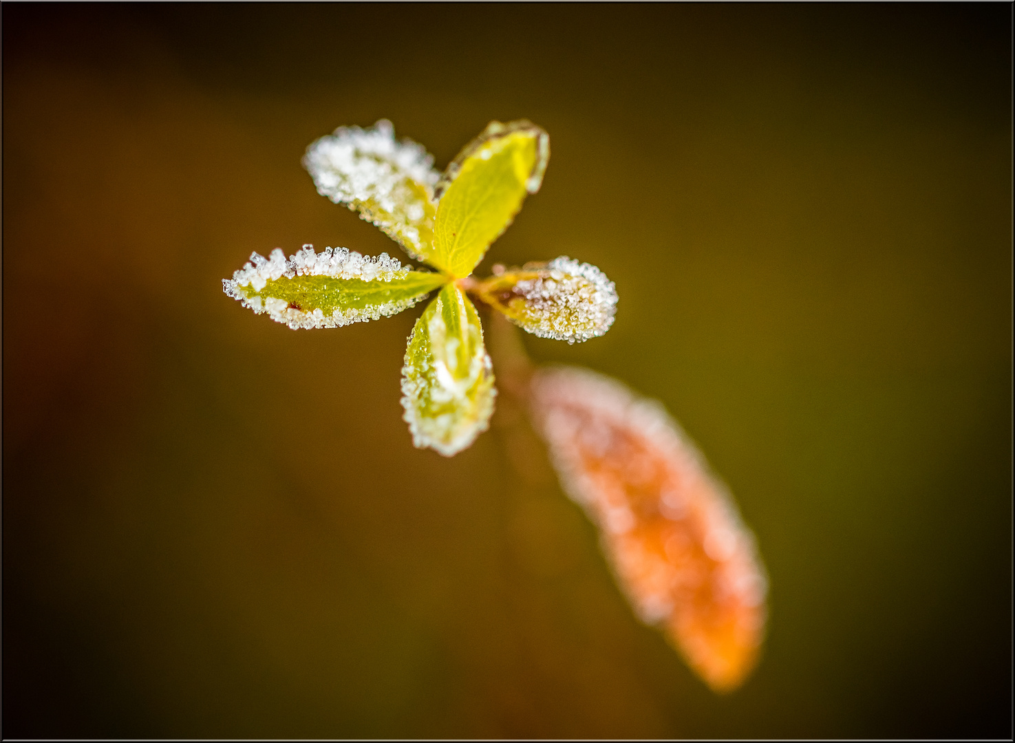 Frosty Leave IV