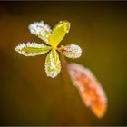 Frosty Leave IV