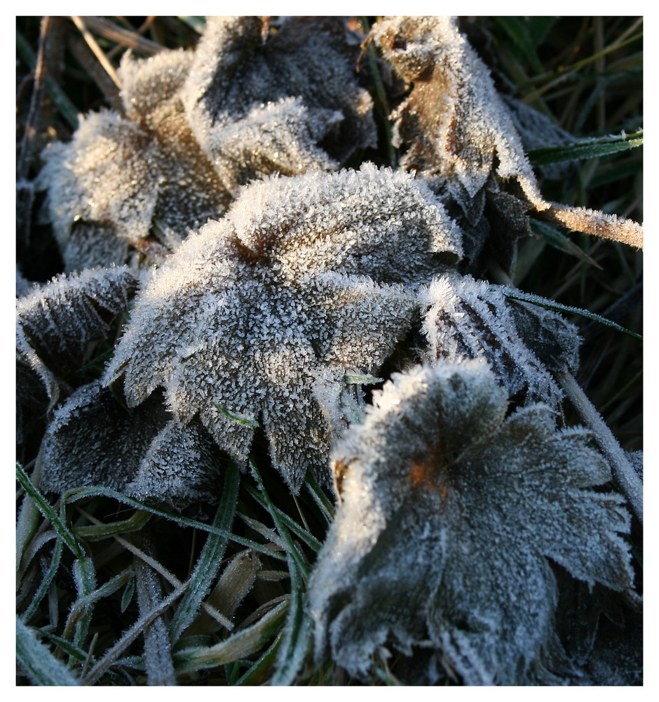 Frosty leaves