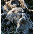 Frosty leaves