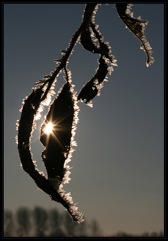 ~ frosty leaves ~