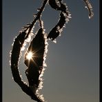 ~ frosty leaves ~