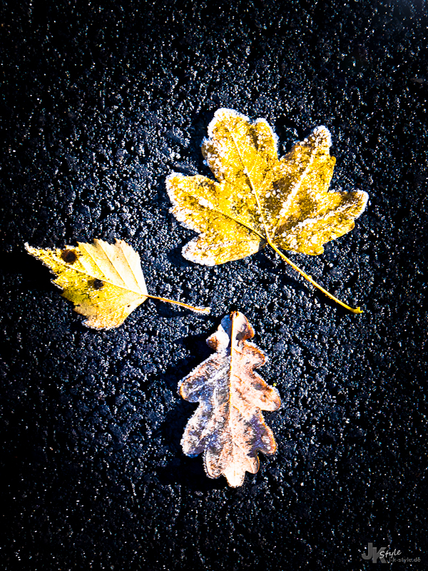 Frosty Leaves