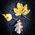 Frosty Leaves