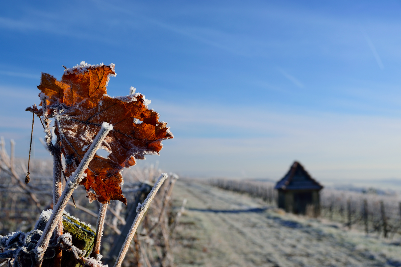 Frosty Mainfranken - 6