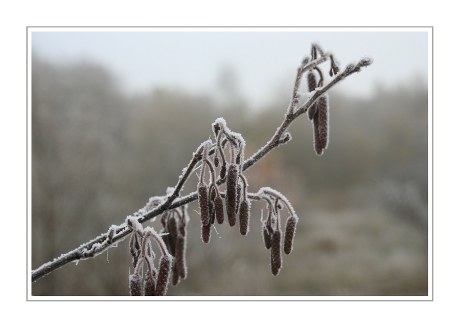 Frosty Moments XI