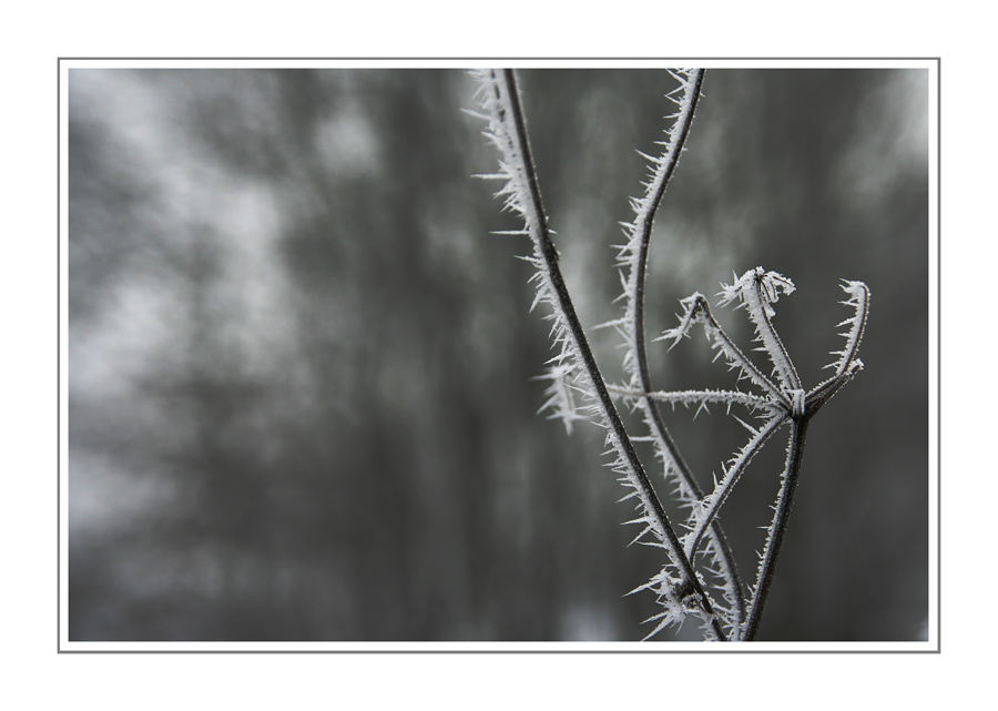 Frosty Moments XVI