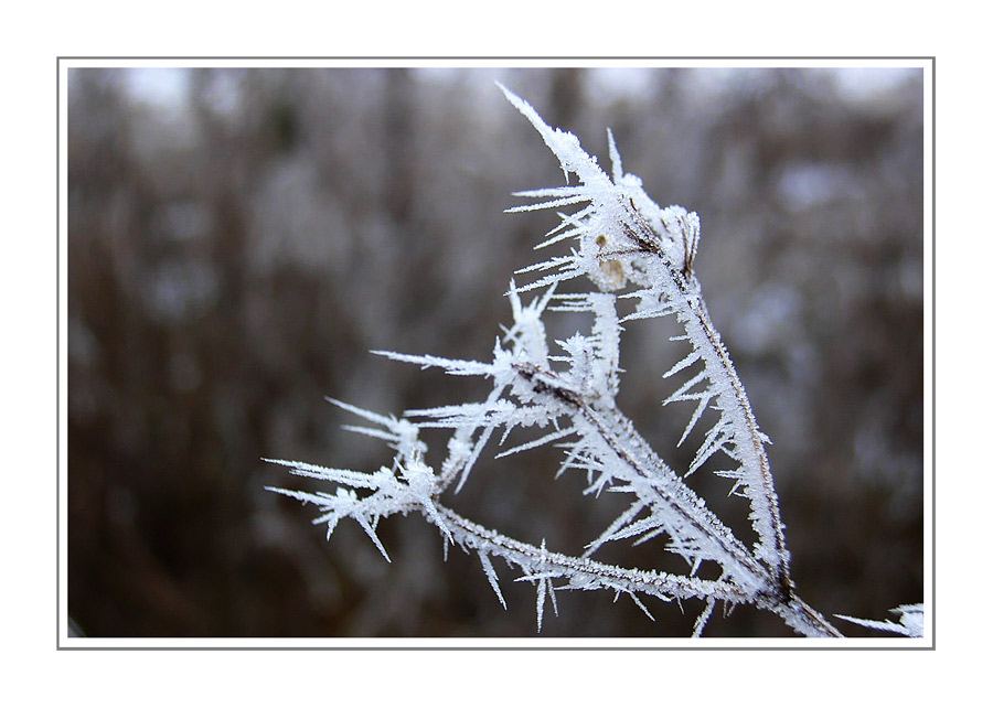 Frosty Moments XXV