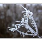 Frosty Moments XXV