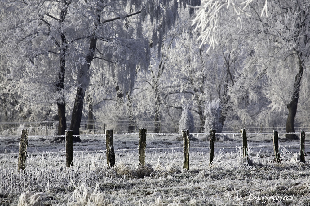 frosty morning