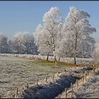 frosty morning