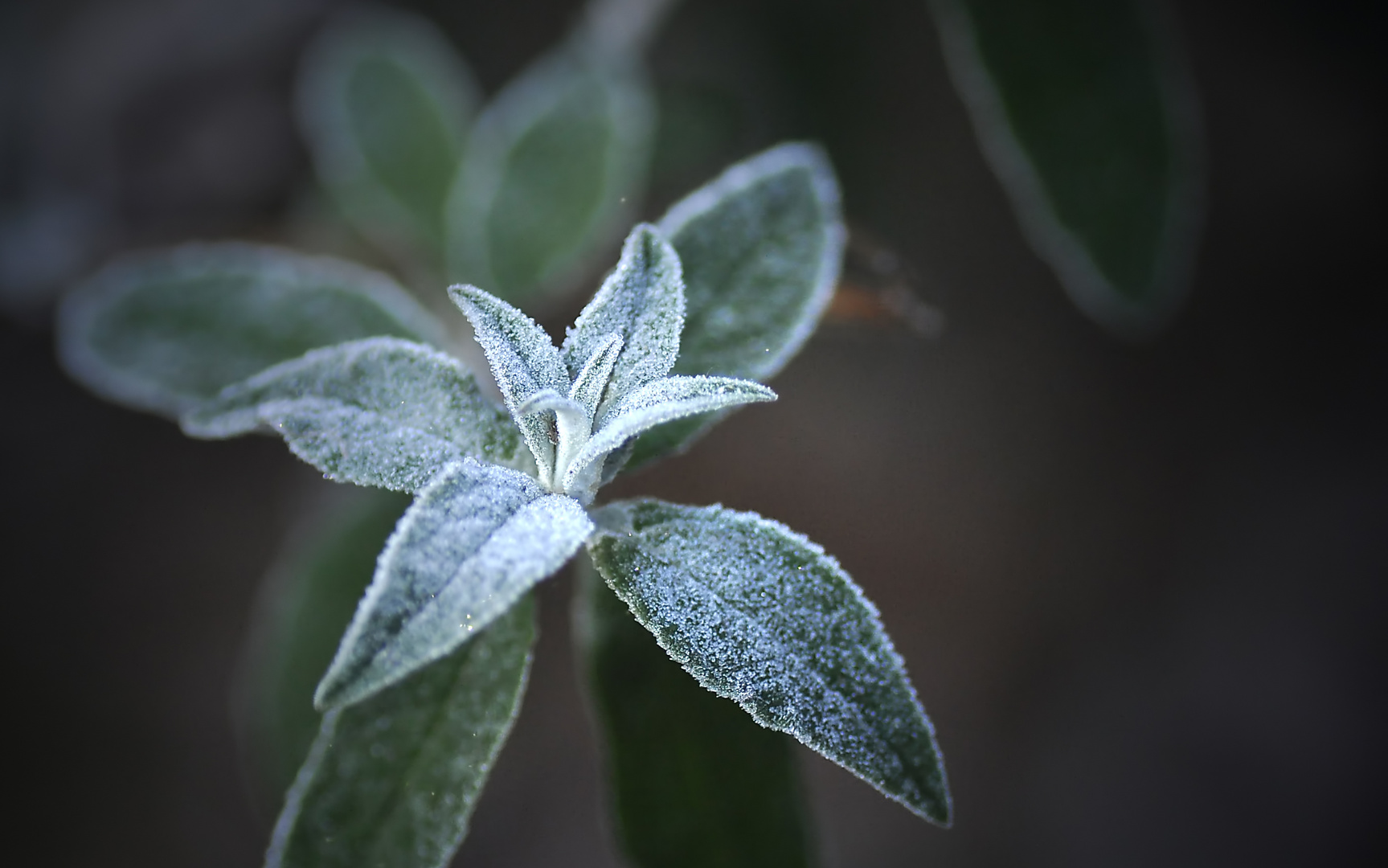 Frosty Morning - 2