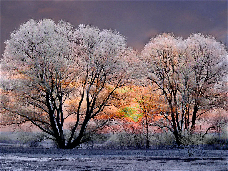 Frosty Morning