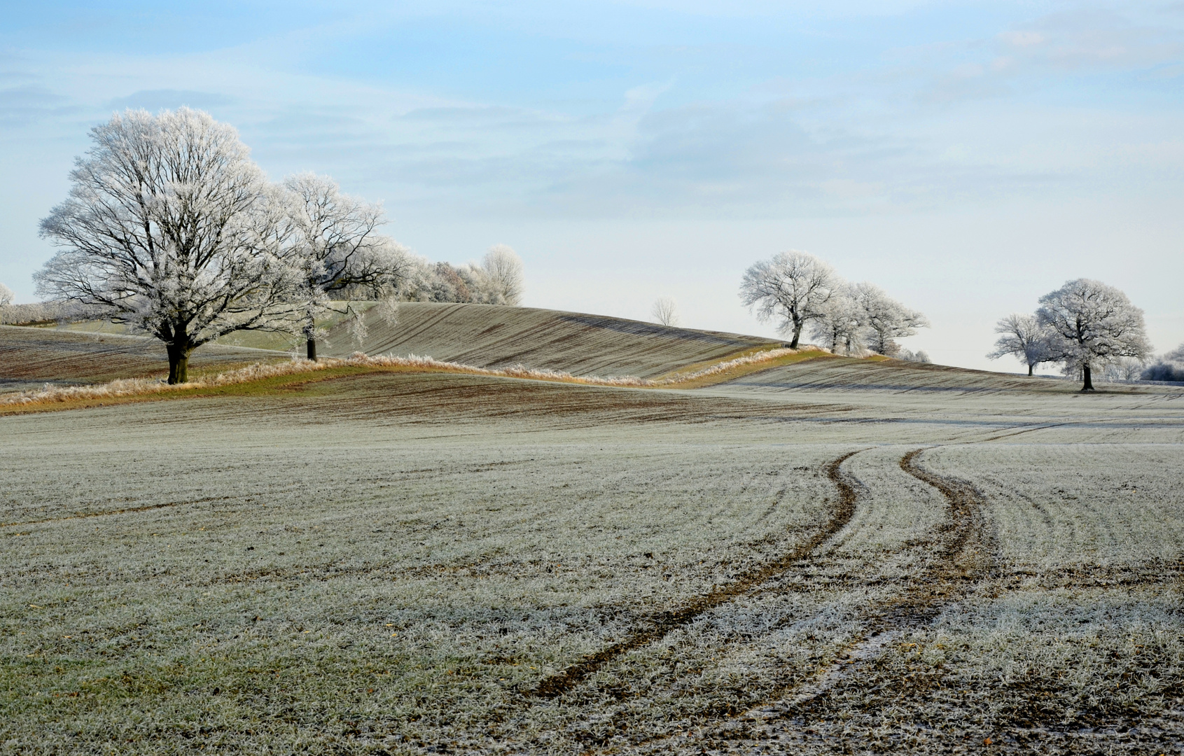 Frosty Morning