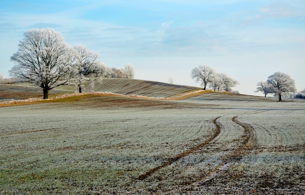 Frosty Morning