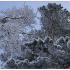 frosty morning