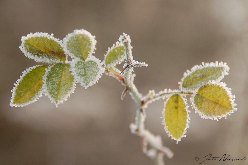 frosty morning