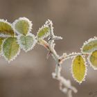 frosty morning