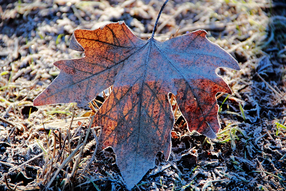 Frosty morning