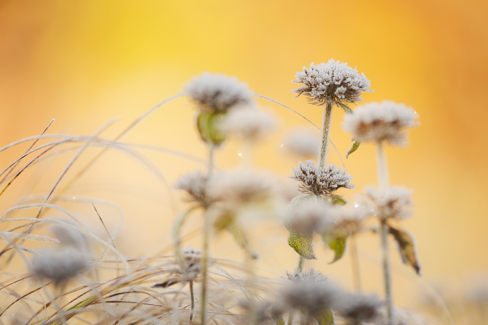 frosty morning