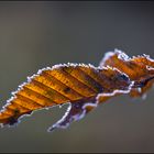 frosty morning