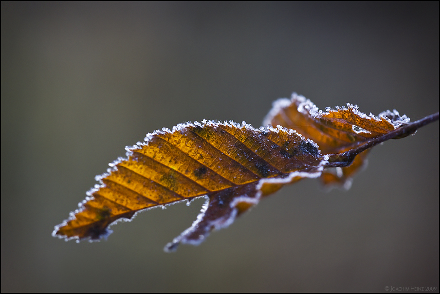 frosty morning