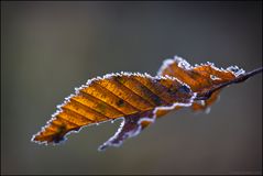 frosty morning