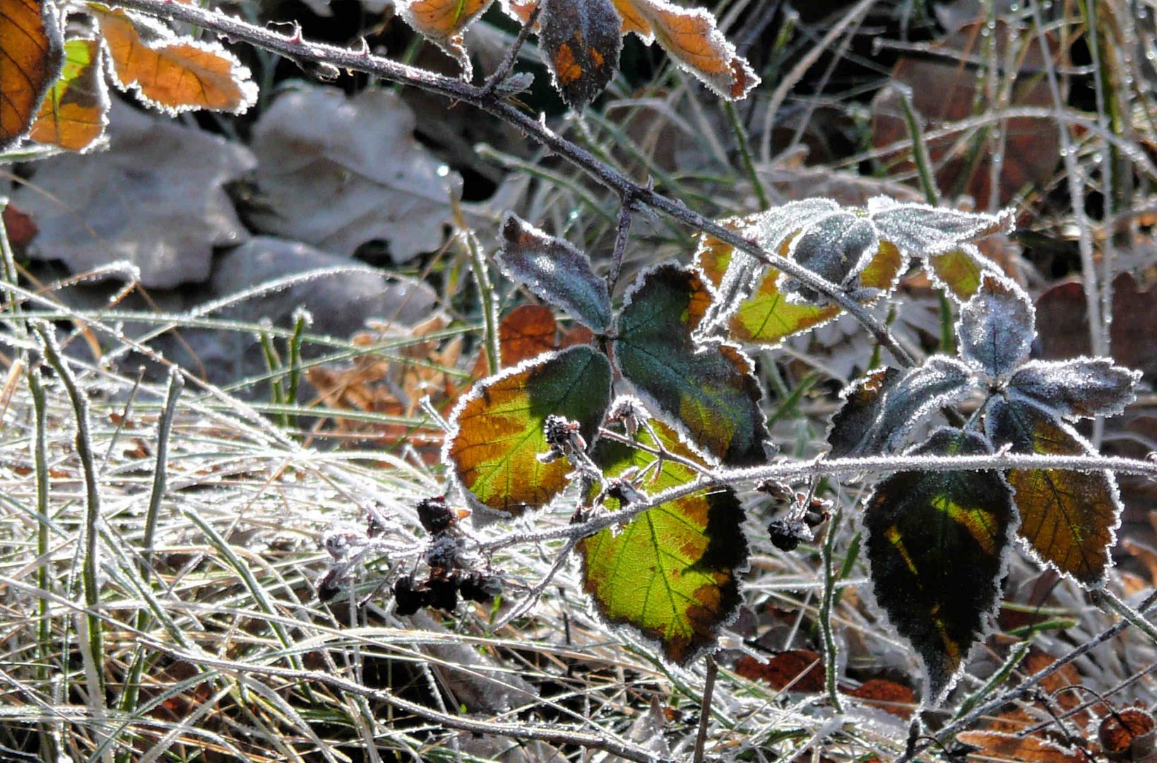 Frosty morning