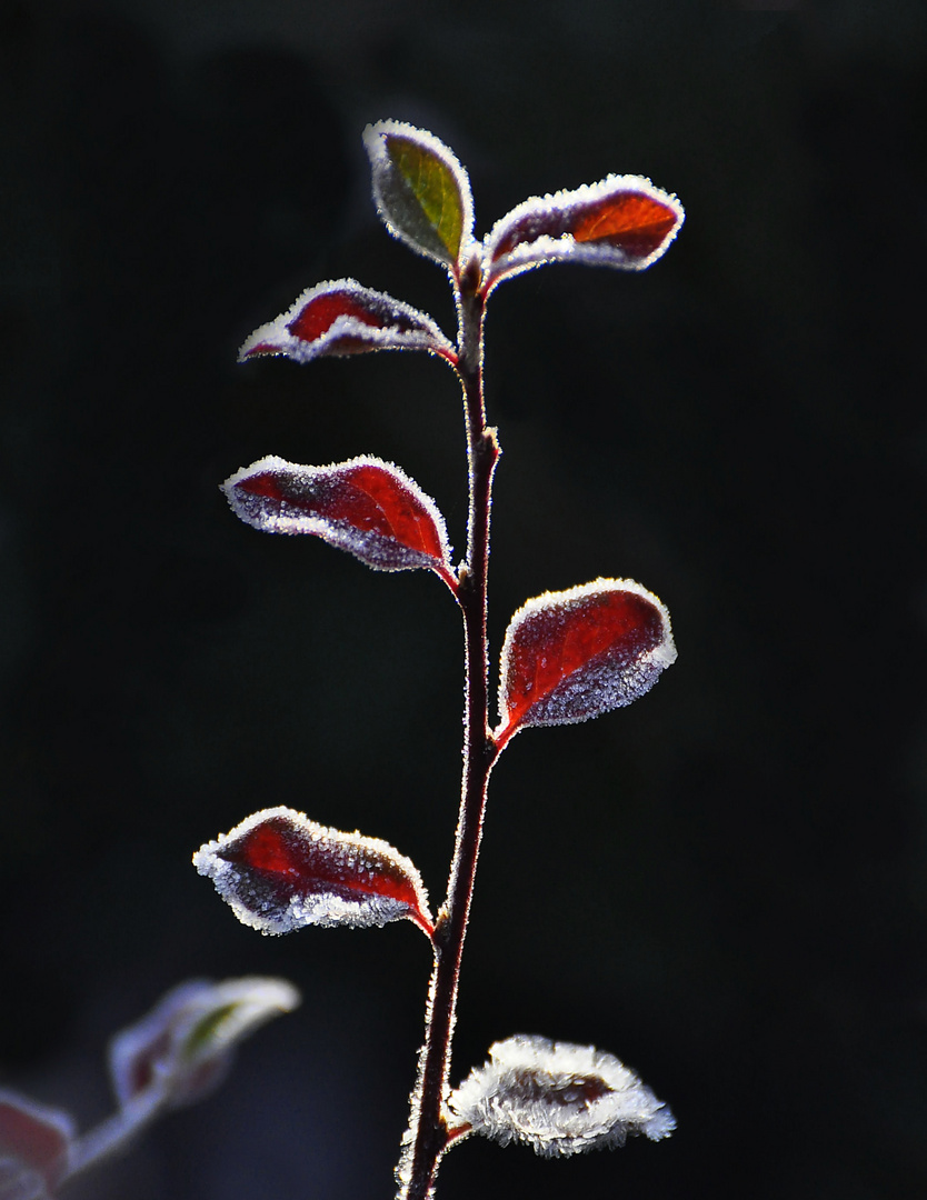 Frosty Morning......