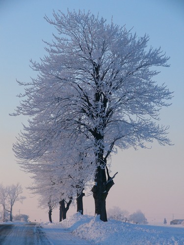 frosty morning