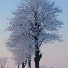 frosty morning