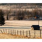 Frosty Morning - frostiger Morgen