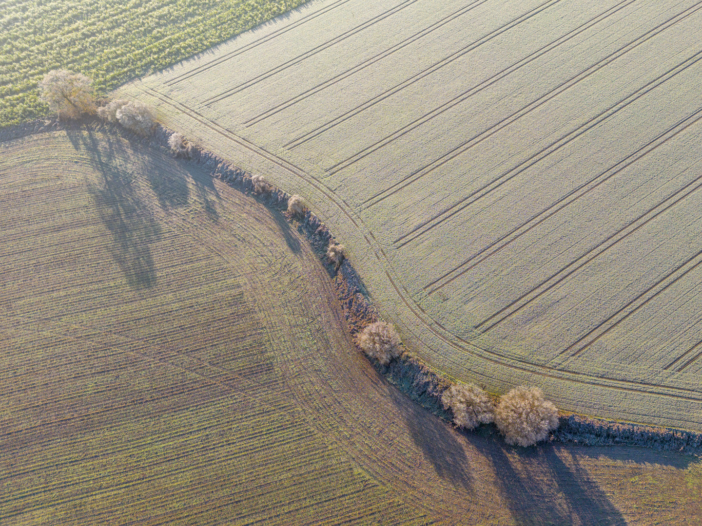 Frosty morning over fields