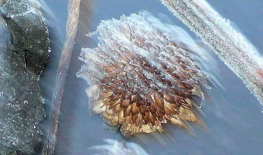 frosty morning sunflower