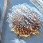 frosty morning sunflower