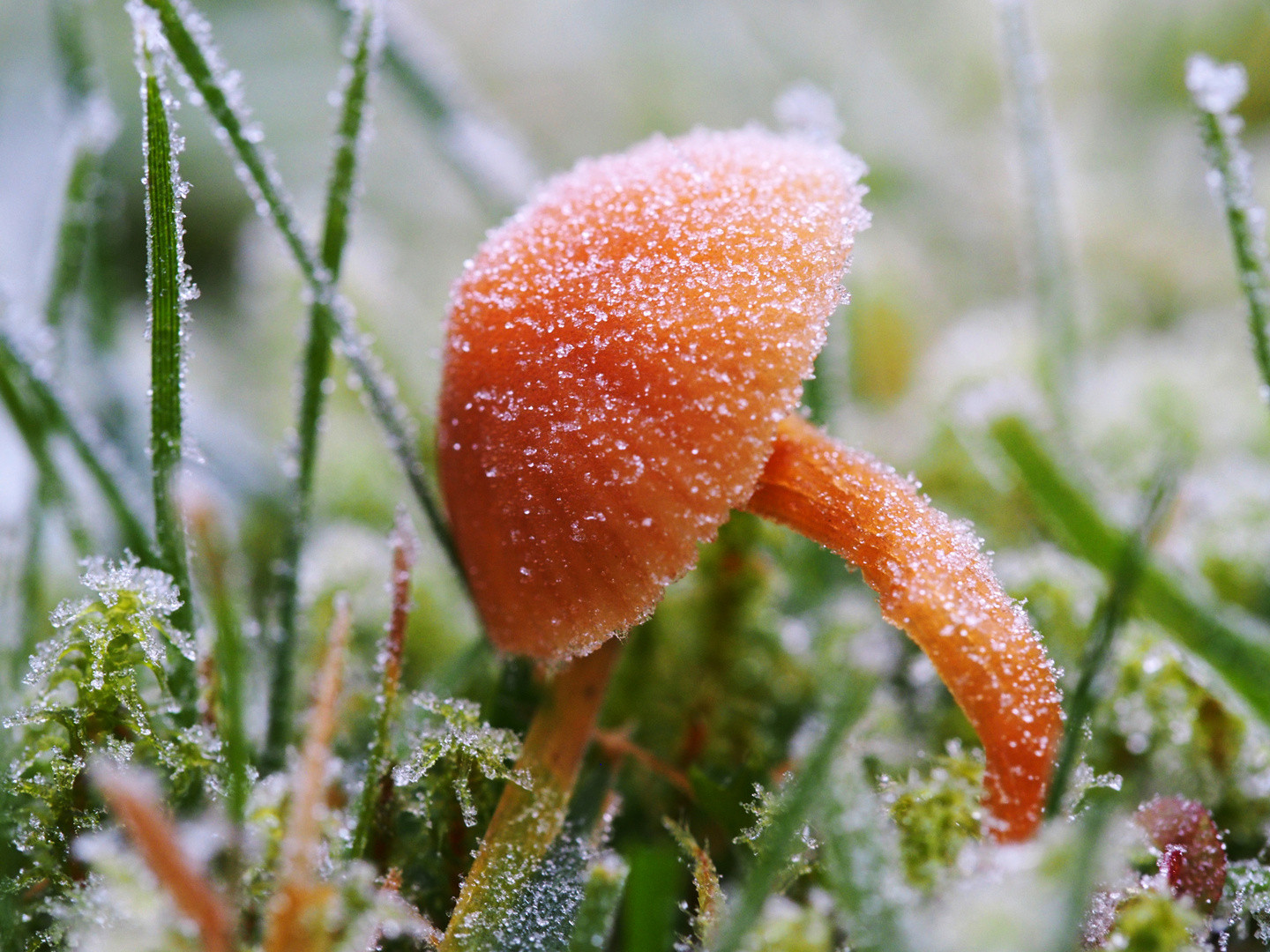 Frosty Mushroom