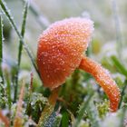 Frosty Mushroom