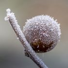 Frosty Oak Gall