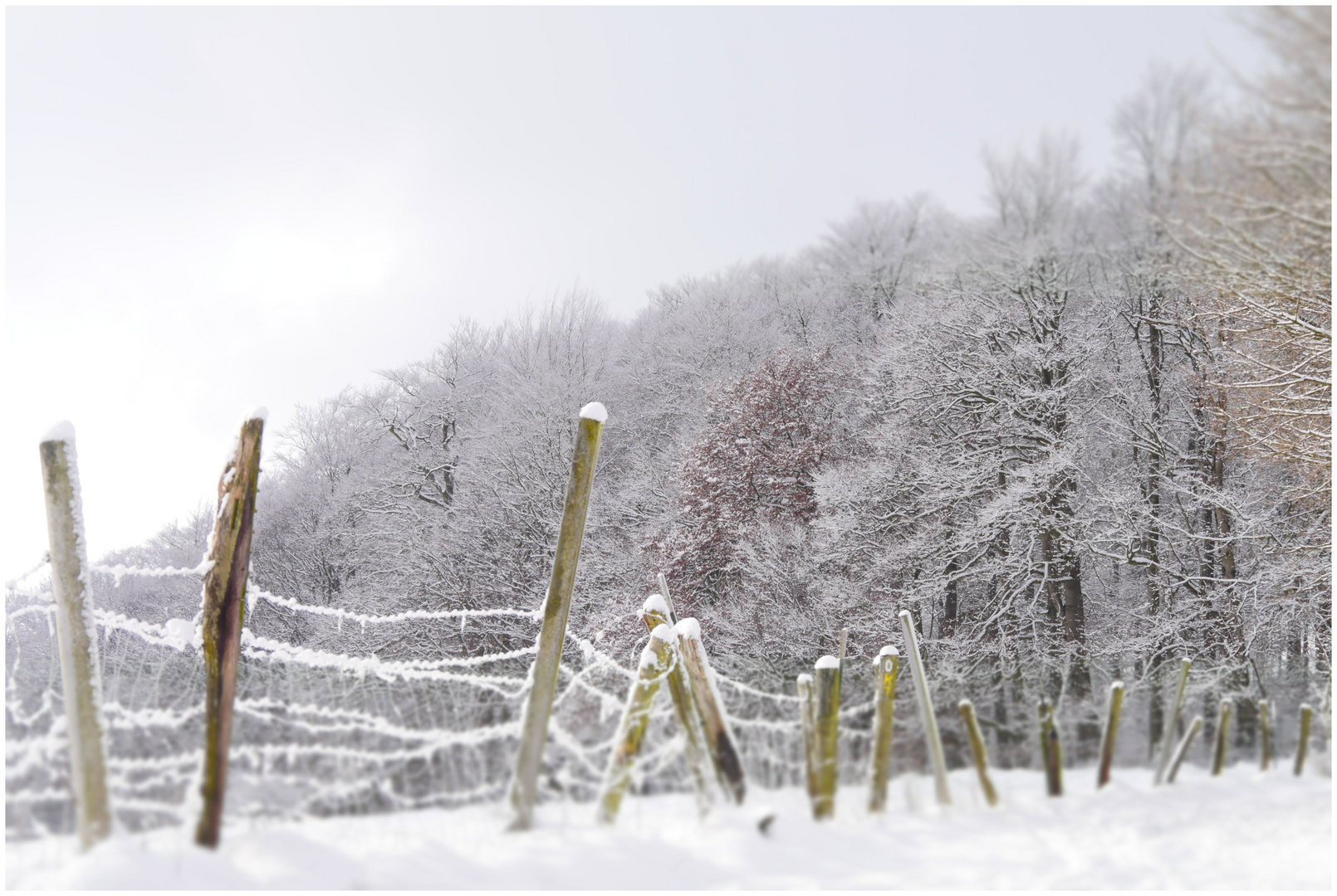 Frosty Path