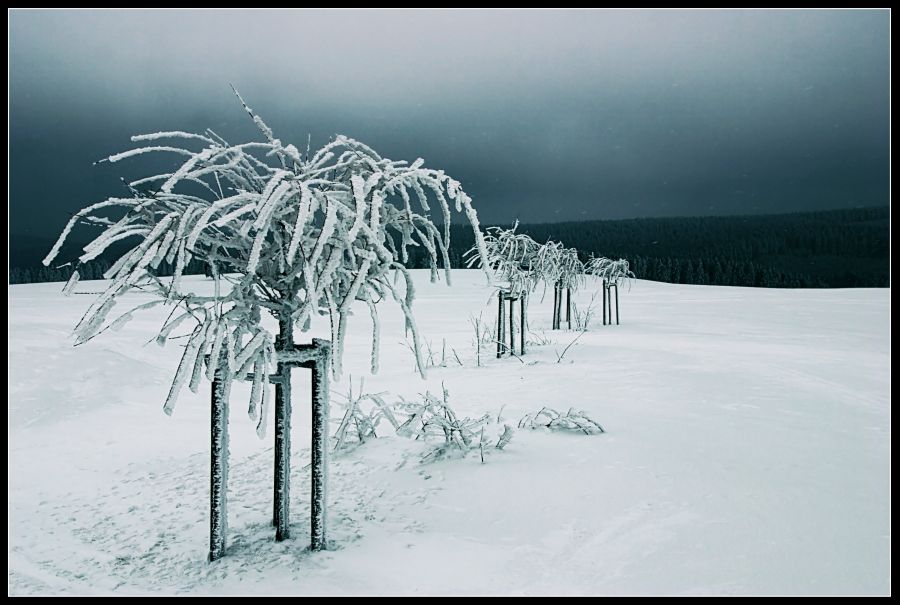 frosty quartette