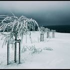 frosty quartette